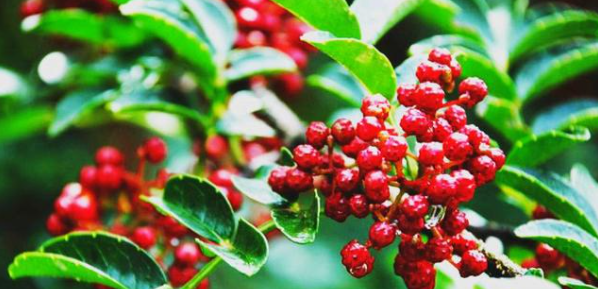 rb88随行版_首页官网入口